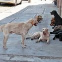  Aprobada la construcción de albergue municipal para perros en condición de calle