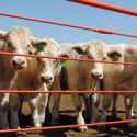  Tamaulipas sin problemas de exportación de ganado a Estados Unidos