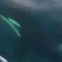  Orca toma carnada y sorprende a percadores en Zihuatanejo