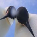  Dos pingüinos se vuelven virales por hacerse una ‘selfie’