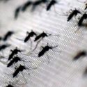  Escasez de lluvias dan tregua a dengue, zika chicongunya
