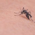  México y Estados Unidos combaten  zika, dengue y chicungunya