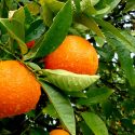  Naranja podría alcanzar un incremento del 40%
