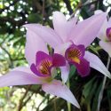  Saquean orquídeas de la biosfera del cielo