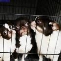  Rescatan a 270 perritos; les cortaban las cuerdas vocales