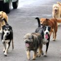  Registra departamento de zoonosis agresión de perros en escuelas.