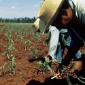  Oscuro el panorama futuro para productores de Tamaulipas