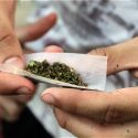  Uso lúdico de marihuana No frenará adicciones