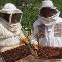  Llegó el relevo generacional a la apicultura de Tamaulipas