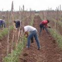  Sigue contratando EU y Canadá trabajadores agrícolas