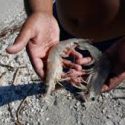  Anuncia Agricultura fechas y zonas de capturas de camarón 2022-2023 en el litoral del océano Pacífico
