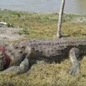  Habitantes matan a cocodrilo