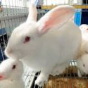  Activa Agricultura Dispositivo Nacional de Emergencia contra Enfermedad Hemorrágica Viral de los Conejos