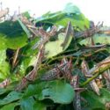  Destina Agricultura 25 millones de pesos para proteger cultivos de la plaga langosta voladora