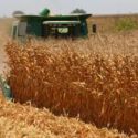  Refrendan Agricultura-Segalmex compromiso para que productores de maíz de Sinaloa alcancen ingreso de $4,150 por tonelada