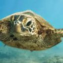  Biomark lanza una base de datos de marcado de tortugas marinas, de acceso abierto