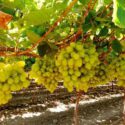  Inicia exportación de uva de Sonora a Corea del Sur