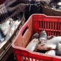  Logran operativos de inspección retención precautoria de 11.3 toneladas de producto pesquero