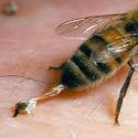  Apitoxina de abeja apoya defensas del cuerpo contra virus