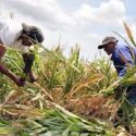  Revisan Agricultura y gobiernos de Yucatán y Quintana Roo acciones para reactivar actividad agropecuaria