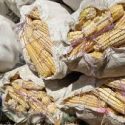  Amarran productores de maíz precio de garantía por tonelada