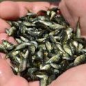  Siembra Conapesca un millón de crías de tilapia en la presa el Comedero
