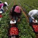  Mantienen colocación de trabajadores agrícolas en EU y Canadá