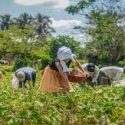  Impulso a productores de pequeña escala beneficia seguridad alimentaria y contribuye a erradicar pobreza en medio rural