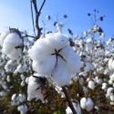  Producción de algodón podría disminuir en calidad