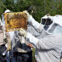  Cañeros y apicultores recibirán pago único de apoyo a producción de Gobierno Federal