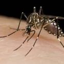  Aseguran que sí se está trabajando en la prevención del Dengue