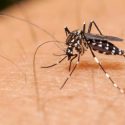  Se registran 65 casos probables de dengue, el sector salud intensifica las brigadas de control larvario