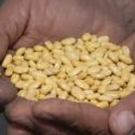  Aporta Colpos variedades mejoradas de frijol para impulsar la producción de agricultores de pequeña escala