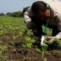  Evita Agricultura ingreso y establecimiento de plagas al país con Programa de Vigilancia Epidemiológica