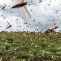  Controlan la langosta asiática en cultivos