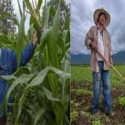  Impulsan Agricultura y CIMMYT acciones para aumentar seguridad alimentaria y evitar impactos en el campo por pandemia