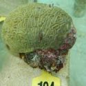  Logra Inapesca segundo desove de coral en cautiverio, como parte del proyecto de restauración de arrecifes coralinos