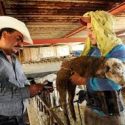  Contribuyen veterinarios mexicanos a producción y exportación de proteína animal y a fortalecer seguridad alimentaria