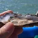  Inicia hoy temporada de pesca de ostión de piedra en el litoral del océano Pacífico