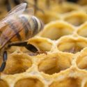  Buscan impulsar apicultura en El Mante como estrategia para generar  actividad comercial: David Perales
