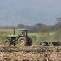  Campesinos de El Mante apuestan por productos alternativos para obtener más  rendimientos