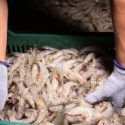  Registran pescadores ribereños captura de 290.15 toneladas en el primer día de zafra camaronera