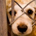  Altas temperaturas producen estrés en mascotas, recomienda zoonosis vigilancia de animales.