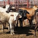  Registra ciclo de exportación de ganado bovino a Estados Unidos incremento de 40%