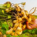  Producción de cacahuate baja hasta un 60 por ciento en Mante