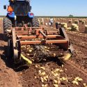  Campesinos de Mante suman tres años con bajos rendimientos en cosechas