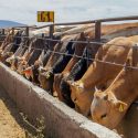  Inhiben el robo de ganado en municipios productores