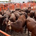  Mantiene Tamaulipas estatus sanitario para poder exportar ganado