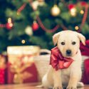 Piden evitar regalar mascotas en diciembre