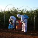  Capacita Agricultura a productores y técnicos en el buen uso de plaguicidas